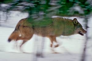 В заповеднике «Брянский лес» постоянно живет всего одна волчья семья