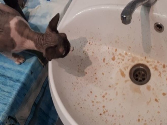 В Брянске кошку шокировала коричневая вода из крана