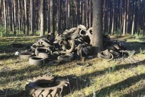 Брянская прокуратура требует очистить лес от покрышек