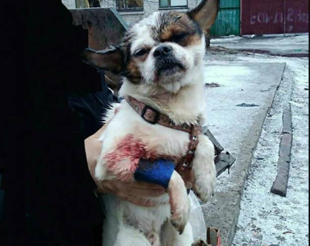 В Брянске живодеры избили собаку и выбросили в мусорный бак