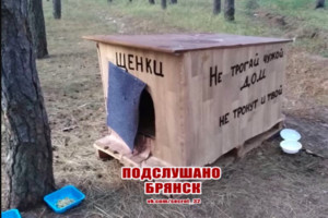 В Брянске неравнодушные горожане построили дом для бездомных собак