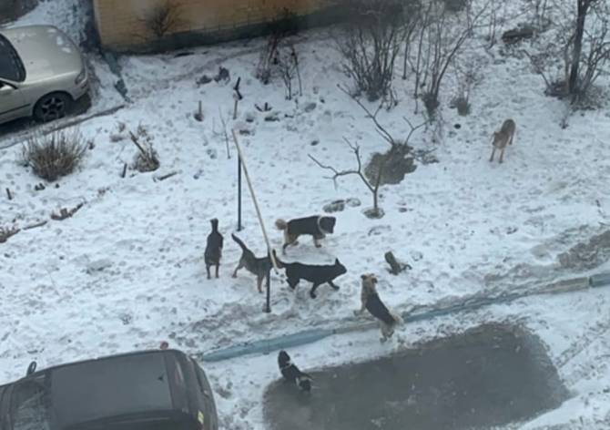 В Брянске стая бродячих собак захватила детскую площадку на Почтовой