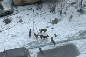 В Брянске стая бродячих собак захватила детскую площадку на Почтовой