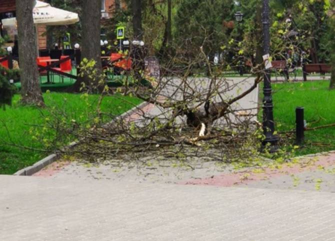 В Круглом сквере Брянска на тротуар рухнула тяжелая ветка дерева