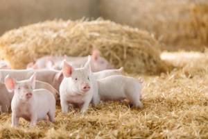 В Унечском районе ввели карантин по африканской чуме свиней