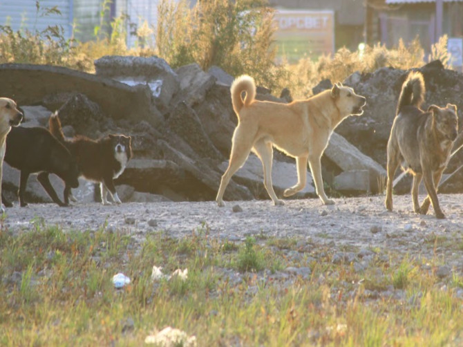 В Брянске жители «Речного» пожаловались на стаю бродячих собак