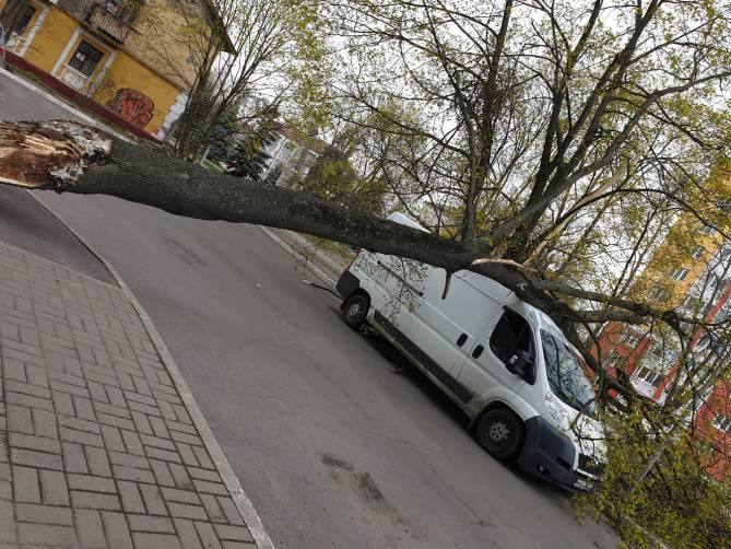 В Брянске дерево рухнуло на микроавтобус