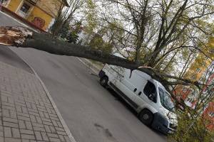 В Брянске дерево рухнуло на микроавтобус