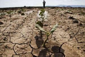 Блогер спрогнозировал засуху на Брянщине в 2020 году