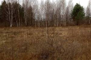 Жительница Дятьковского района лишилась 160 гектаров земли