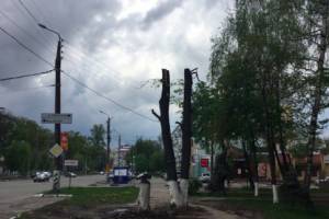 В Брянске изуродовали деревья у остановки «Березка»