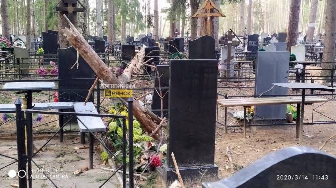 В Брянске на кладбище поваленные деревья сломали ограды