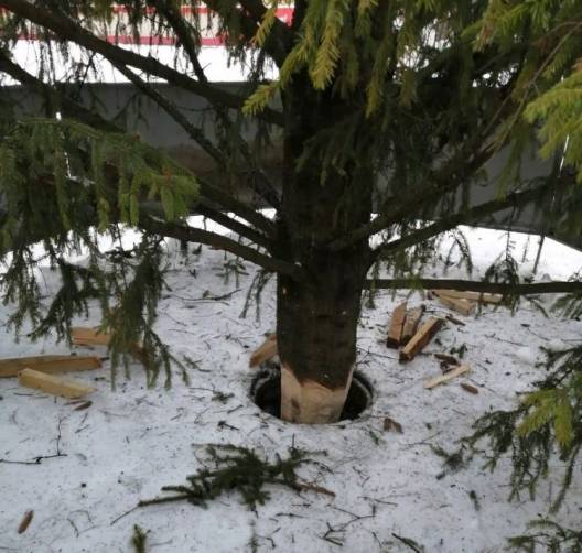В Белые Берегах вандалы атаковали новогоднюю елку