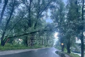 В брянском поселке Радица-Крыловка над дорогой нависло сломанное дерево