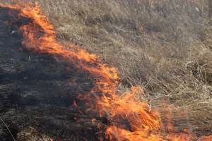 С начала весны на Брянщине произошло 25 пожаров сухой травы