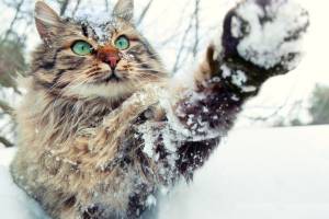 В Брянскую область 29 января придет оттепель с мокрым снегом 