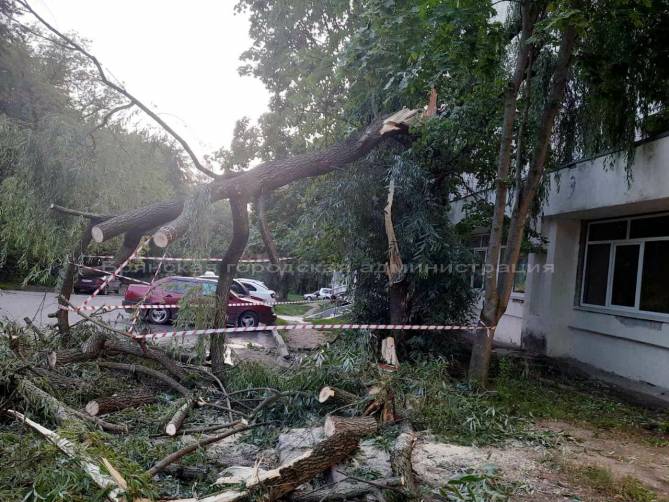 В Брянске поваленные ураганным ветром деревья оборвали электропровода и повредили автомобили