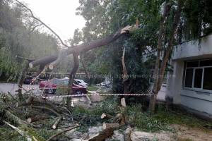 В Брянске поваленные ураганным ветром деревья оборвали электропровода и повредили автомобили