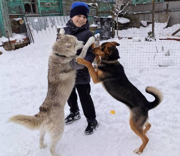 В Брянске за пять лет работы приюта для животных в добрые руки переданы 553 собаки