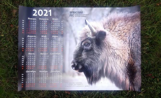 Заповедник «Брянский лес» выпустил календари с зубрами
