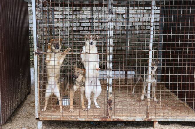 За год через брянский приют для животных прошло 450 собак
