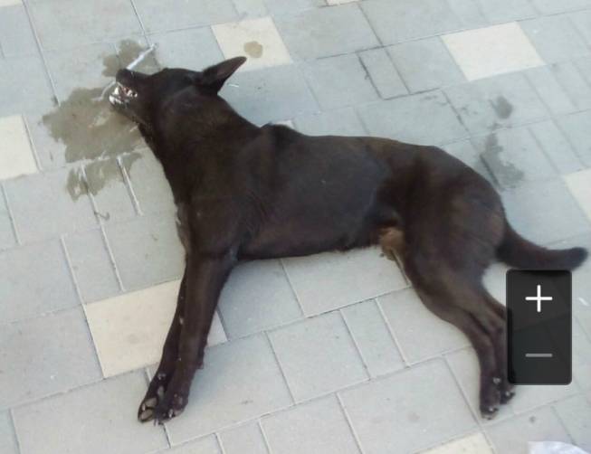 В Брянске рассказали о жестоких убийствах собак в Майском парке