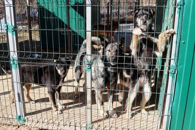 В брянском приюте для собак появится собственная операционная