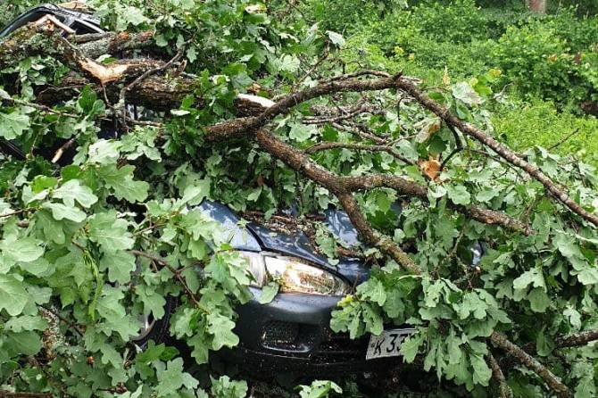 В брянском поселке Белые Берега упавшие деревья раздавили легковушку