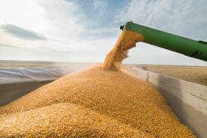 Брянщина значительно увеличила экспорт зерна