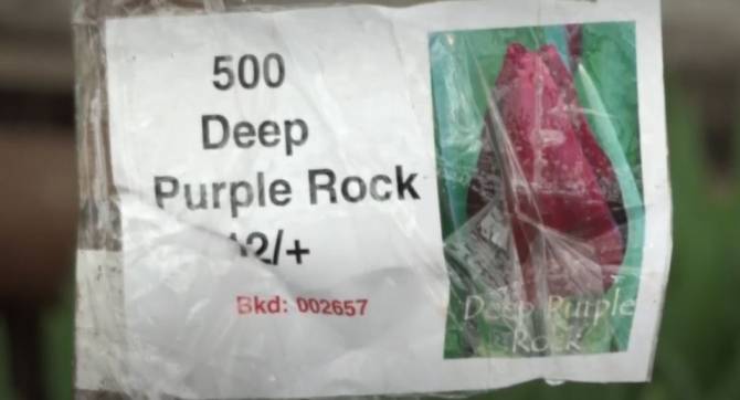 В Брянске на радость женщинам посадили «Deep Purple»