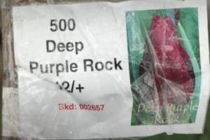 В Брянске на радость женщинам посадили «Deep Purple»