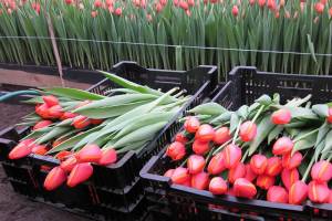 Брянские продавцы перед 8 марта задрали цены на цветы