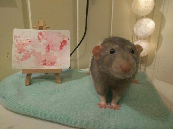 На Новый год брянцев просят не дарить живых крыс