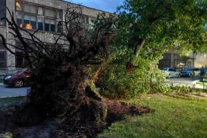 В Брянске ураган повалил 21 дерево