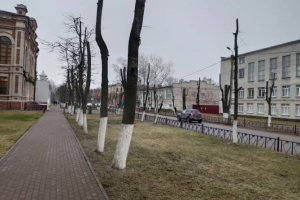 В центре Бежицкого района Брянска обезобразили деревья