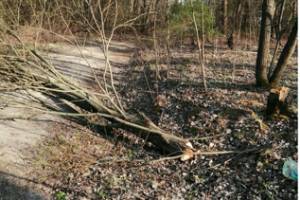 В поселке Мичуринском вход на кладбище завалило деревьями