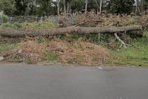 В Комаричах кладбище завалили спиленными деревьями
