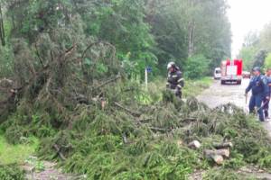 В Брянске ураган повалил 25 деревьев