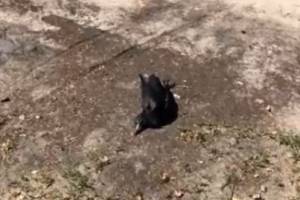 В Карачеве обнаружили большое число мёртвых ворон