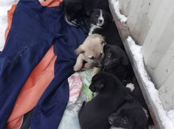 В Брянске выкинули на мусорку 8 маленьких щенков