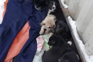 В Брянске выкинули на мусорку 8 маленьких щенков