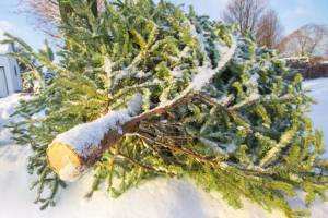 Жители Брянщины могут срубить новогоднюю ель в лесу за деньги