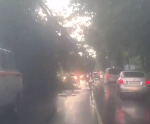 В Брянске на улице Калинина дерево рухнуло на дорогу