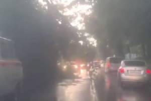 В Брянске на улице Калинина дерево рухнуло на дорогу