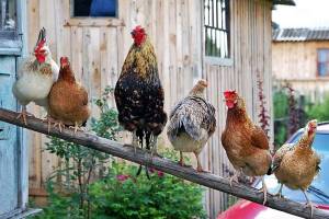 Суд запретил жителю Брянска разводить на приусадебном участке домашнюю птицу