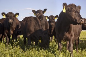 Брянских коров обеспечат сотовой связью