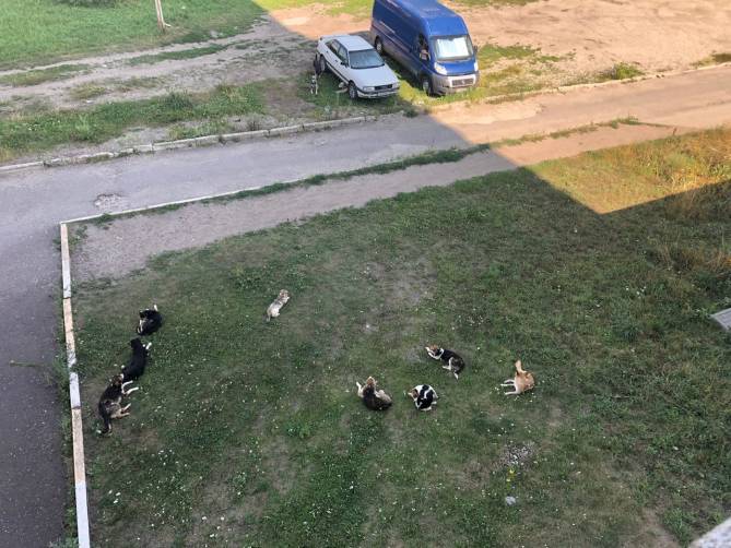 В Брянске стая из 11 собак затерроризировала жителей Володарки