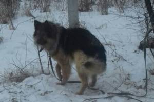 В Трубчевске спасли оставленного на пустыре умирать пса