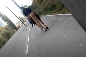 В Бежицком районе Брянска заметили всадника на коне