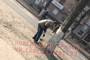 В Брянске начали белить деревья